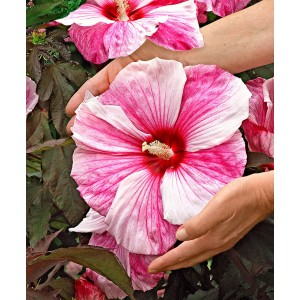 Гибискус Hibiscus Kopper King