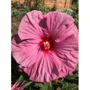 Гибискус Hibiscus Berrylicious