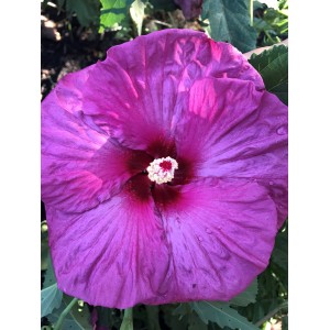 Гибискус Hibiscus Plum Crazy
