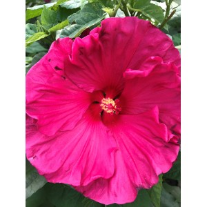 Гибискус Hibiscus Jazzberry Jam