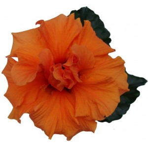 Гібіскус Hibiscus Laluna