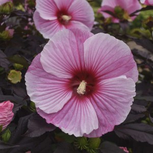 Гибискус Hibiscus Starry Starry Night