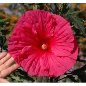 Гибискус Hibiscus Sultry Kiss