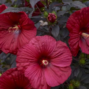 Гибискус Hibiscus Holy Grail