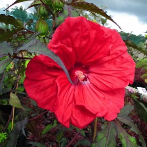 Гибискус Hibiscus Corousel Red Wine 