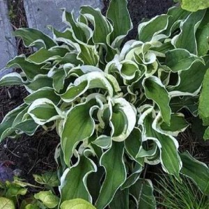 Хоста Hosta Lets Twist Again