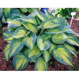 Хоста Hosta June