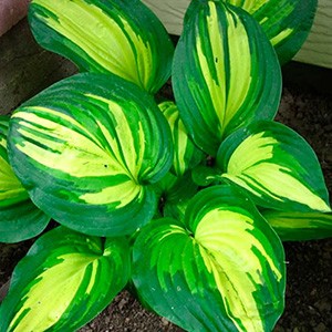 Хоста Hosta Center of Attention