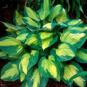 Хоста Hosta Captain Kirk