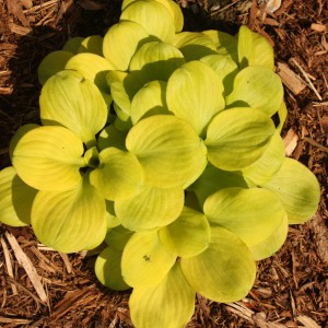 Хоста Hosta Sun Mouse