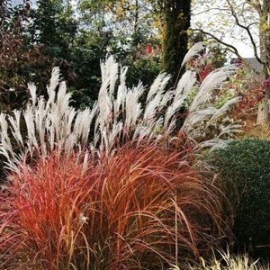 Мискантус Miscanthus Roter Pfeil