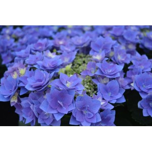 Гортензия Hydrangea Feather Blue