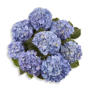 Гортензия Hydrangea Marine Blue