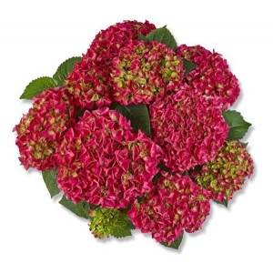 Гортензия Hydrangea Bright Red