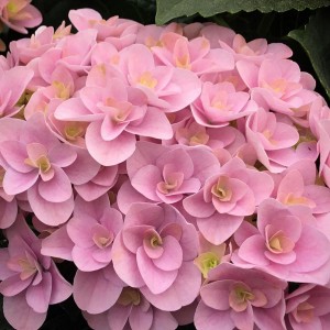 Гортензия Hydrangea Florentina Pink