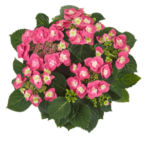Гортензия Hydrangea Flame Hot Pink