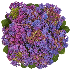 Гортензия Hydrangea Francy Blue