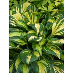 Хоста Hosta Rainbow`s End