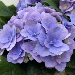 Гортензия Hydrangea Florentina Blue