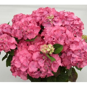Гортензия Hydrangea Jip Pink