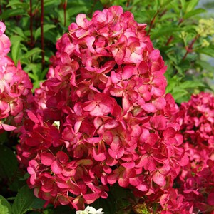 Гортензия метельчатая Hydrangea paniculata Diamant Rouge