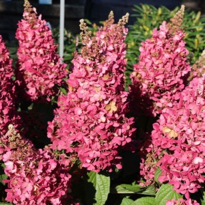 Гортензия метельчатая Hydrangea paniculata Mega Mindy