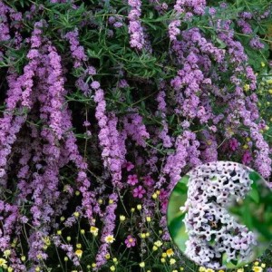 Буддлея очереднолистная Buddleja alternifolia