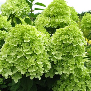 Гортензия метельчатая Hydrangea paniculata Limelight