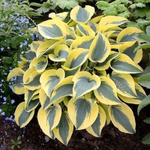 Хоста Hosta Autumn Frost