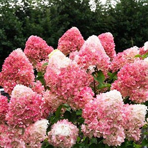 Гортензия метельчатая Hydrangea paniculata Pinky Promise