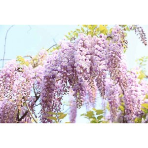 Глициния Wisteria Kuchi-beni