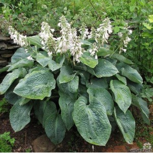 Хоста Hosta Sieboldiana Elegans Зибольда