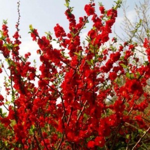 Хеномелес (Айва) Red Joy