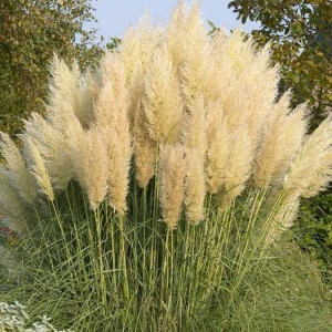 Кортадерiя Cortaderia White Feather