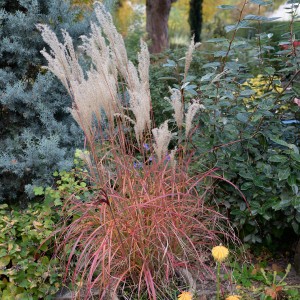 Мискантус Miscanthus Little Miss
