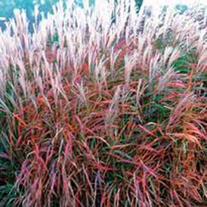Мискантус Miscanthus Purpurascens