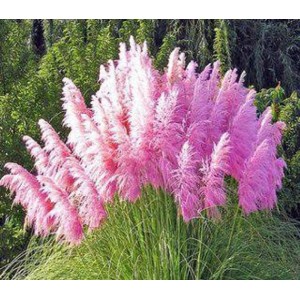 Кортадерiя Cortaderia Pink Feather