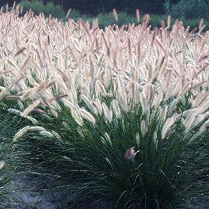 Пеннисетум Pennisetum Foxtrot