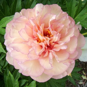 Paeonia Itoh Scrumdidleumptious