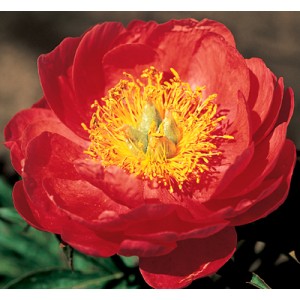 Пион Paeonia Coral Magic