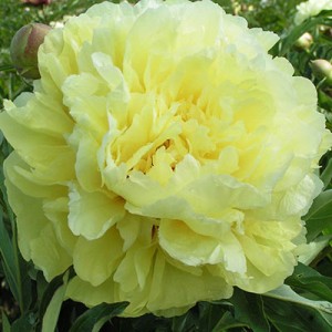 Paeonia Itoh Sonoma Yedo