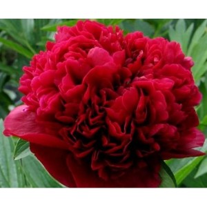 Пион Paeonia Jean E. Bockstone