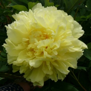 Paeonia Itoh Sonoma Halo