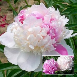 Півонія Paeonia Mister Ed