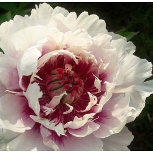 Paeonia Itoh Rosy Prospects