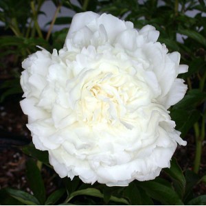 Пион Paeonia Ann Cousins 