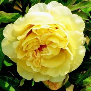Paeonia Itoh Yellow Waterlily