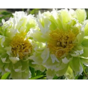 Пион Paeonia Green Halo