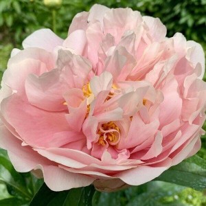 Пион Paeonia Pastelorama