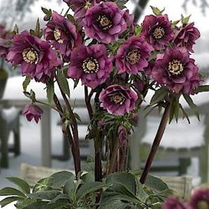 Морозник Helleborus Double Ellen Cutflower Red